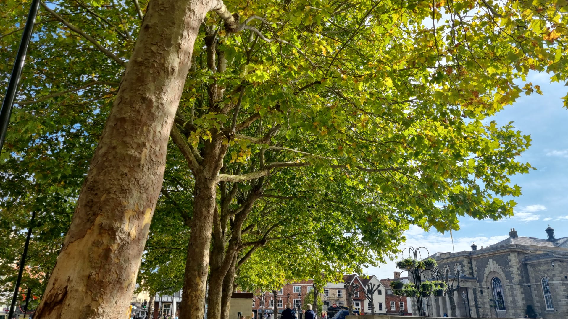 Which of Salisbury's trees are meaningful to you?